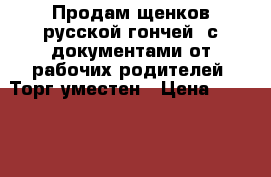 Продам щенков русской гончей, с документами от рабочих родителей. Торг уместен › Цена ­ 10 000 - Смоленская обл., Хиславичский р-н, Хиславичи рп Животные и растения » Собаки   